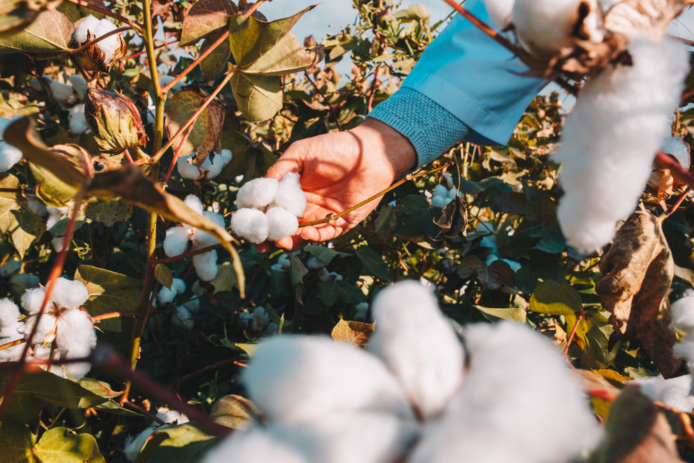 Bumbacul organic și biopolimerii compostabili, viitorul igienei intime?! Analiză