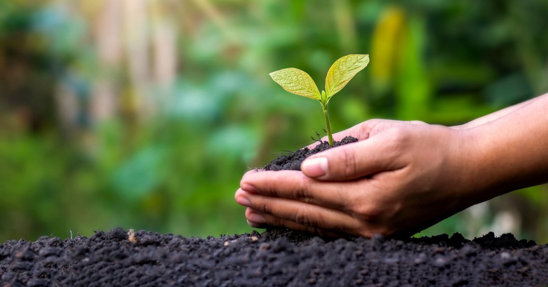 rezolutii-sustenabile-produse-menstruale-2025 a hand holding dirt and a small green plant in nature